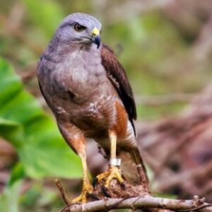 Ridgway's Hawk Tour - Bird watching Los Haitises  National Park Excursion