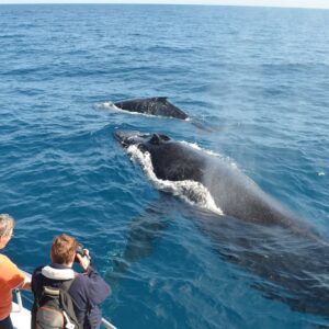 Whale Watching  in Punta Cana / Cap Cana to Samaná Bay + Cayo Levantado (Bacardi Island) from Hotels.