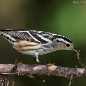 Birdwatching Punta Cana - Birding Tours from Punta Cana to Los Haitises National Park
