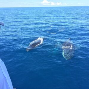 Excursion Whale Watching Samaná Bay + Caño Hondo + Los Haitises  from Samaná port